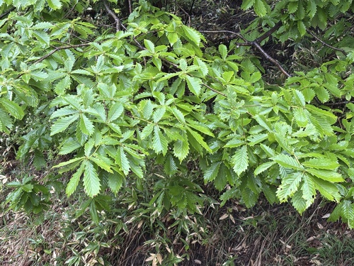 Mongolian Oak