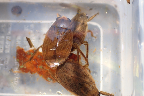 Elliptical Waterbugs