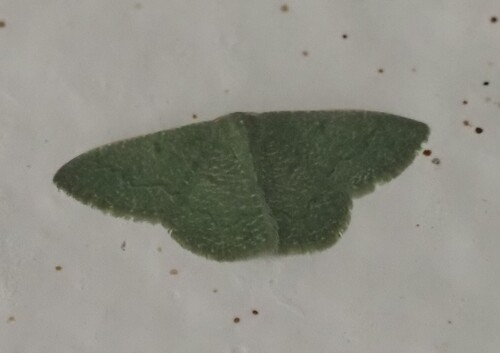 Phaiogramma faustinata