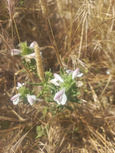 Mediterranean lineseed