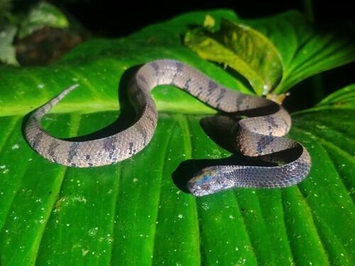 Bornean dark-necked slug snake