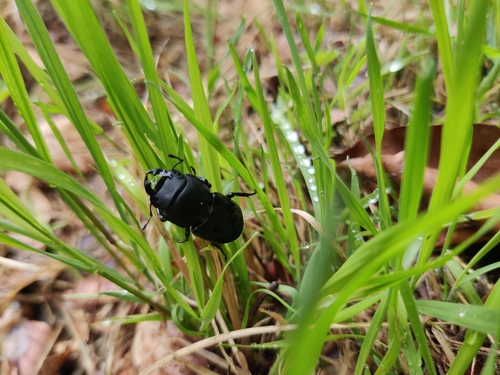 Lesser Stag Beetle