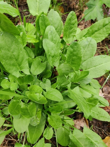 Common Sorrel