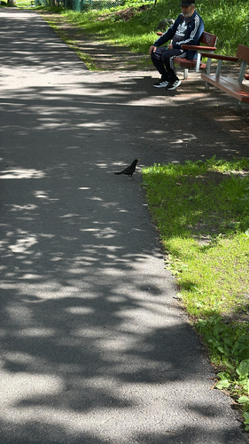 Eurasian Blackbird
