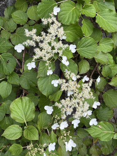 Climbing Hydrangea