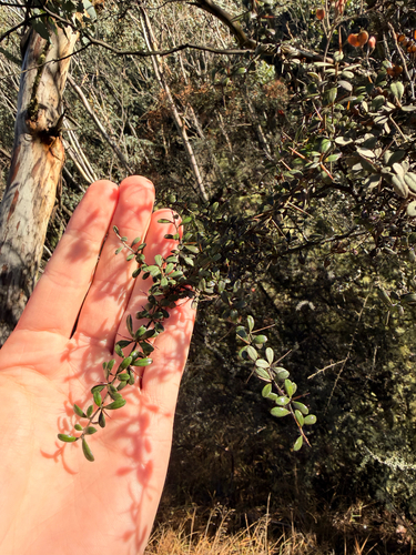 Australian Blackthorn