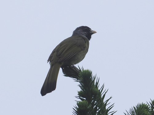 Collared Finchbill