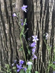 Campanula poscharskyana