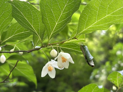 Japanese snowbell