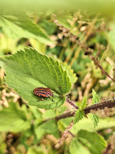 European Striped Shield Bug
