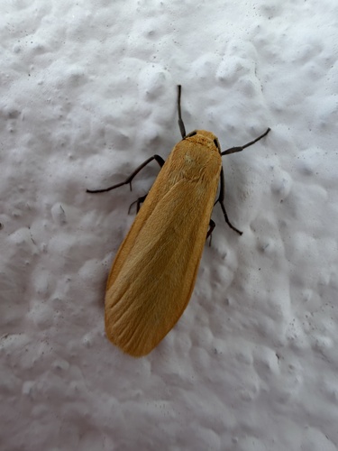 Orange Footman