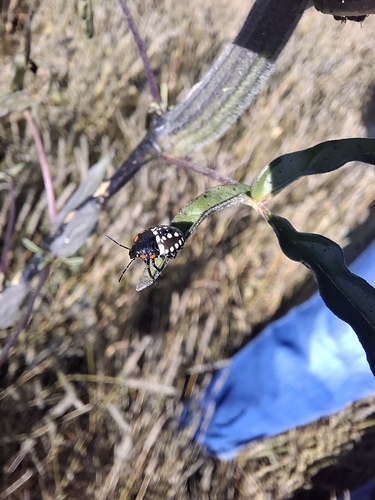 Southern Green Stink Bug