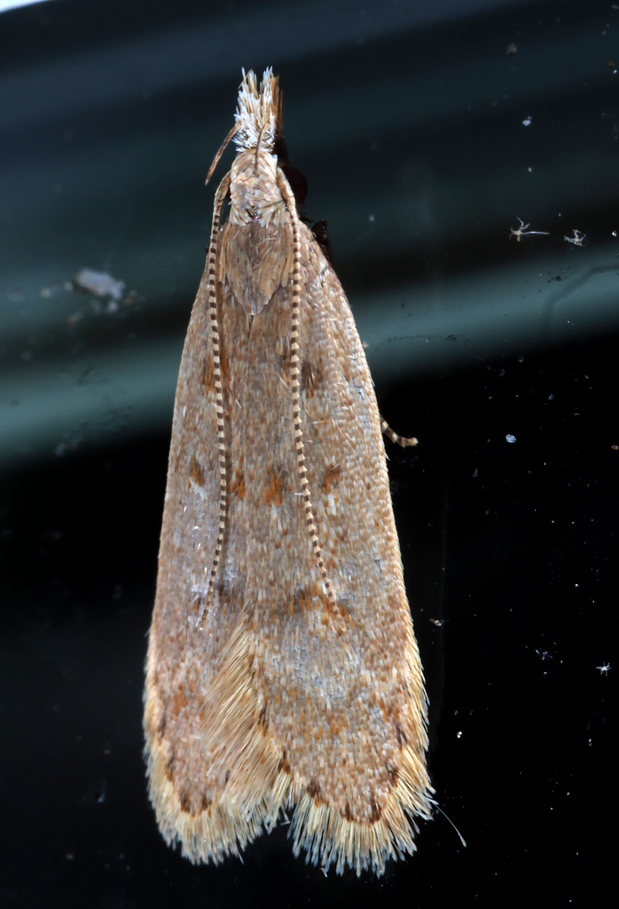 Spotted Dichomeris Moth and Allies