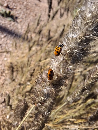 Variegated Lady Beetle