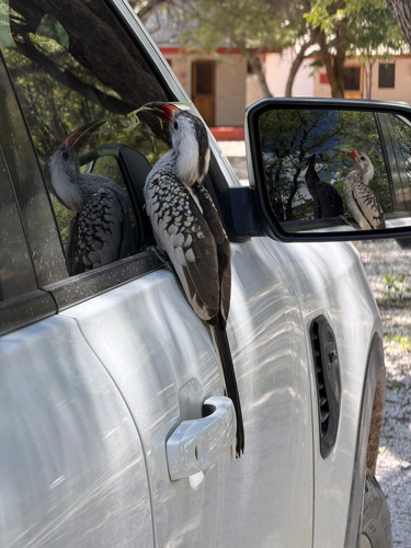 iNaturalist image