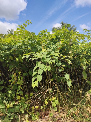 Japanese knotweed
