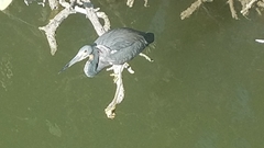 Egretta tricolor image