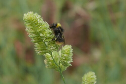 Early Bumble Bee