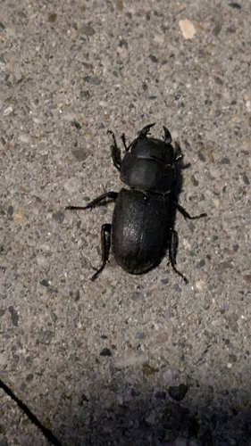 Balkenschröter