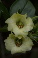 Symbolanthus pterocalyx