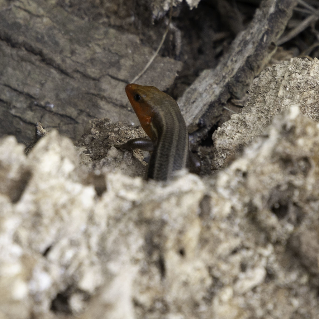 Common Five-lined Skink from Minnetex, Houston, TX, USA on April 19 ...