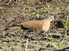 Leptotila plumbeiceps