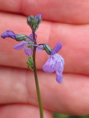 Neogaerrhinum strictum
