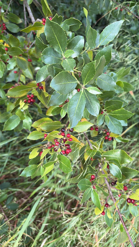 Mediterranean buckthorn