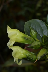 Symbolanthus pterocalyx