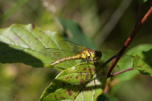 Common Darter