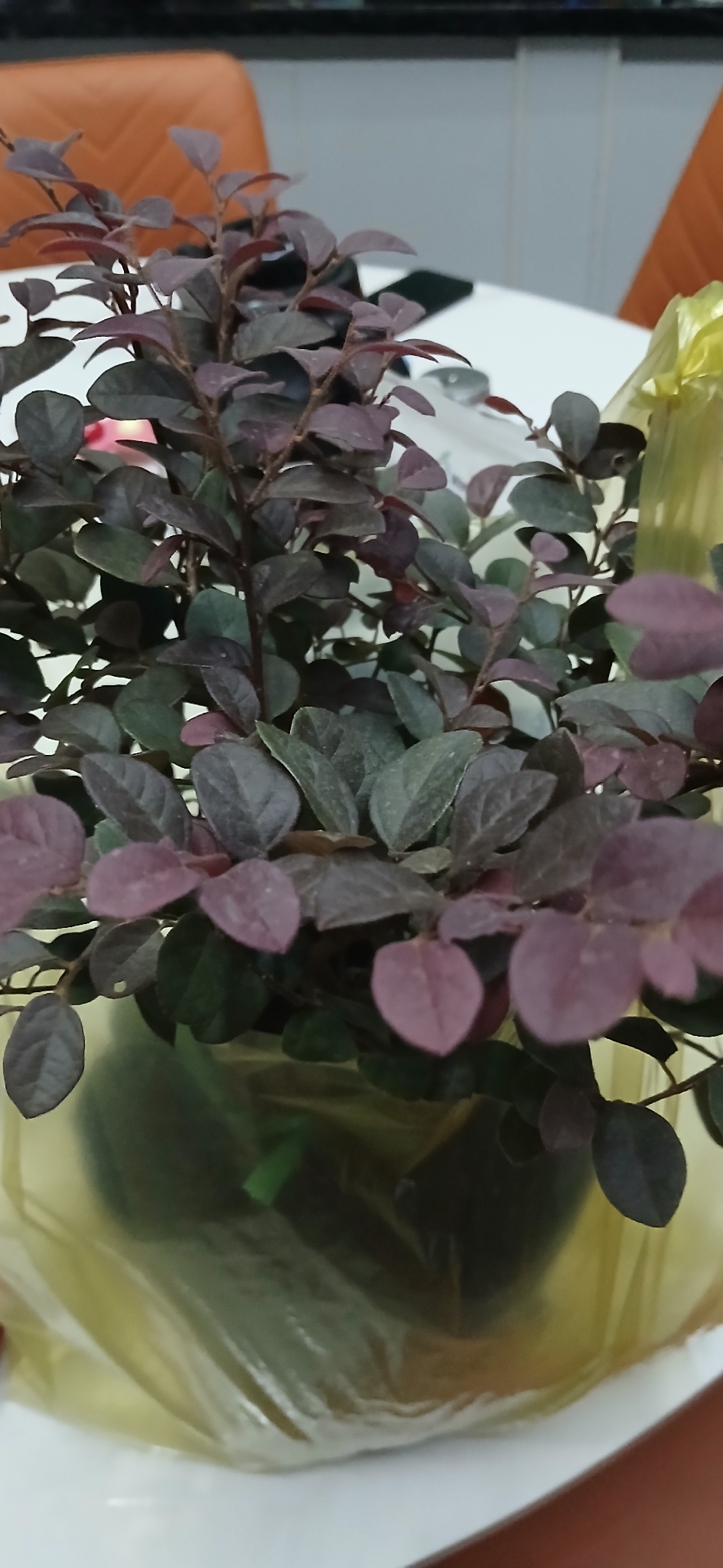 Loropetalum chinense — ảnh 3