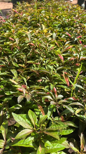 Alternanthera bettzickiana observed 2026-06-11