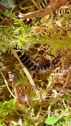 Fox Moth