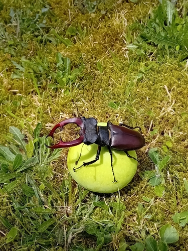 European Stag Beetle