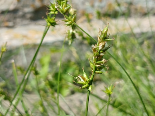 Spiked Sedge