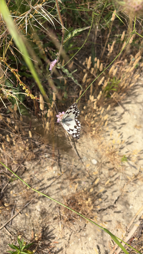 Iberian marbled white