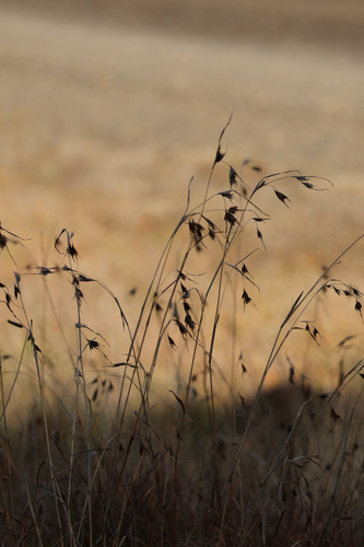 Kangaroo Grass