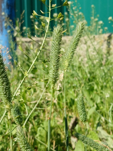 Timothy grass