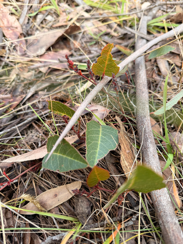 False Sarsaparilla