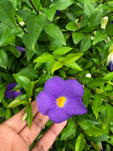 Bush Thunbergia