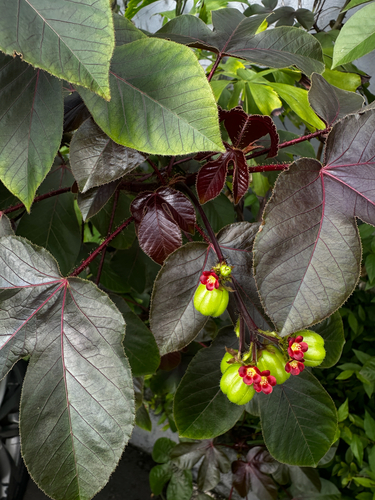 Bellyache Bush