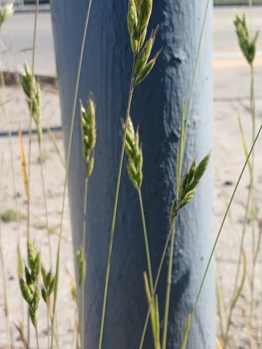 common soft brome