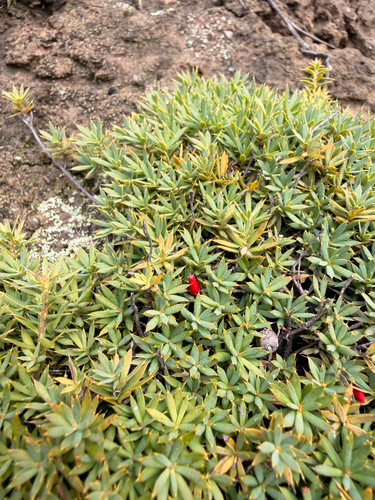 Cranberry Heath