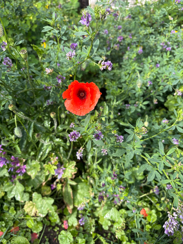 common poppy