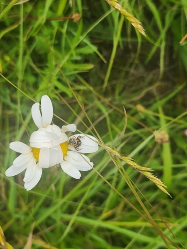 Napoleon Spider