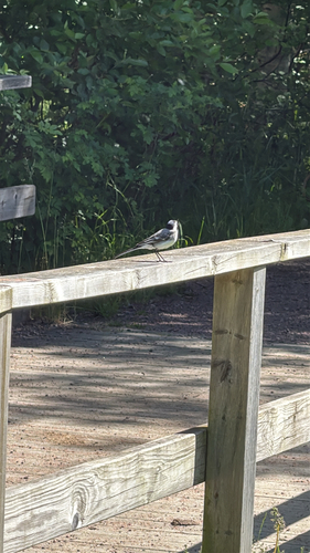 White Wagtail