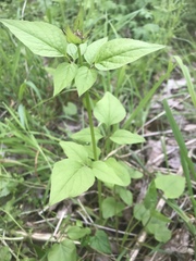 Valeriana pauciflora