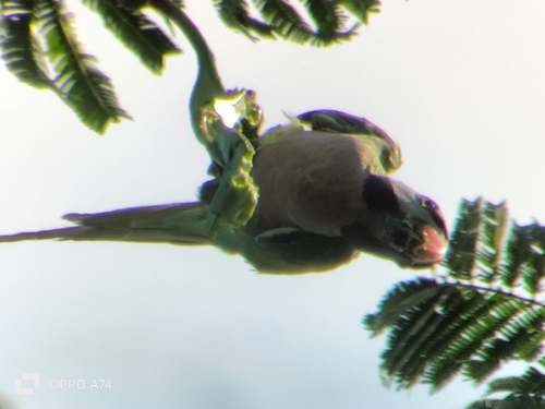 Red-breasted Parakeet