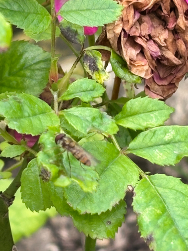 Marmalade Hover Fly