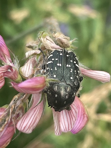 Mediterranean Spotted Chafer